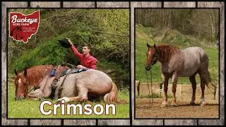 Lot # 28 Buckeyes Crimson Offered by Buckeye Acre Farm @ Premier Horse Sale | Big Sky , MT| Kid Safe