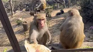 पवन पुत्र हनुमानजी बाबाजी उन्हीं पर प्रसन्न होते हैं जो वानर सेना का ध्यान रखते हैं 🐒🙏🏻🌄