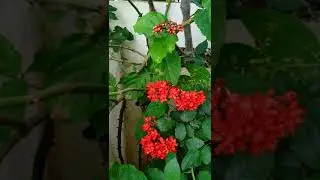 Flaming Glory Bower Vine Flowers and Buds