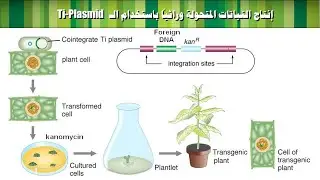 Plant transformation التحول الوراثي عن طريق زراعة الأنسجة النباتية