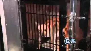 Michigan Humane Society transports 21 dogs from Young-Williams Animal Center to Detroit homes