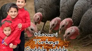Mere Turkey Birds || Pet Vlog || daily pet vlog || bird tales with abbas