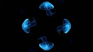 videos para holograma casero