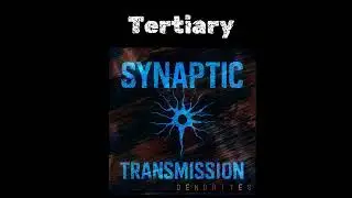 Synaptic Transmission - Tertiary