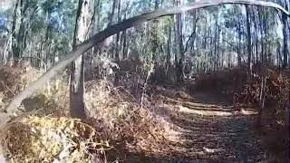 Blackberry control in Millewa Forest