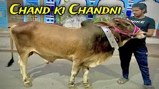 Chand raat ko hamay mila billo | Acha soda howa | Chand raat scenez | Taha Pirzada