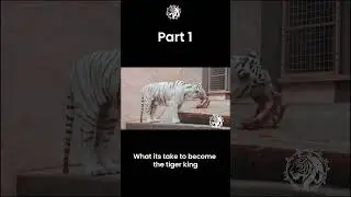 The DEADLIEST Hunter in the Feline Family! 🐅