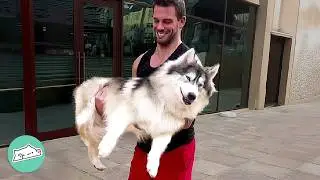 Dwarf Husky Falls In Love With Her Gym Coach | Cuddle Buddies