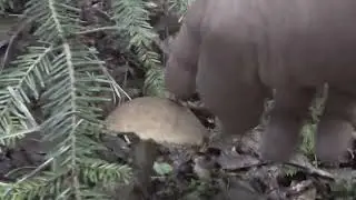 Der aller Sch&ouml;nste R&ouml;hrling. Der Steinpilz! Pilzexplosion im Wald 2022