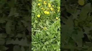 6 мая 2024 г.Одува́нчик&nbsp;(лат.&nbsp;Tar&aacute;xacum)&nbsp;&mdash;&nbsp;род&nbsp;многолетних&nbsp;травянистых растений. #flowers #цветы