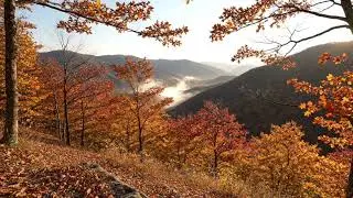 Autumn Forest ASMR | 가을 숲 ASMR 