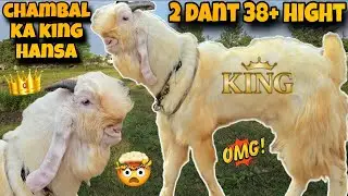 Чамбал ка король 👑 Ганса бакра в полном качестве, звоните быстро ☎️
