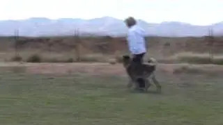 AKC CD heeling paddern training