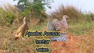 10 Nor ka Best Ajooba Awaaz teetar ki awaaz titr voice madi teetar madi goro titr voice female teetr