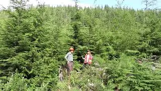 Forest Regeneration, what is  
