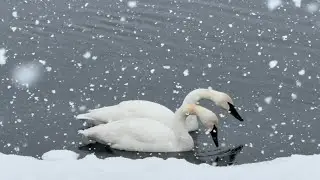 Trumpeter Swans:  The Return (Short Film)