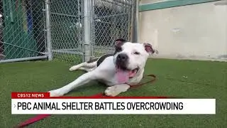 Palm Beach County Animal Care and Control reaches dangerously full levels