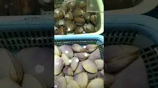 white & brown clams #shorts