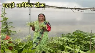 पॉलीहाउस में उगाई ढेरों आर्गेनिक सब्जियां || Pahadi lifestyle||￼UK Shaka vlogs||@shakabhandari5414