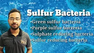 Sulfur bacteria | Purple sulfur bacteria | green sulfur bacteria | sulfur oxidizing bacteria