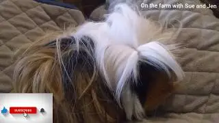 What to do if you're guinea pig is sick!!!