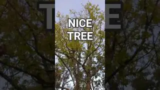 Fun dancing Tree in the wind #dancingtree #wind #funtree #funnyshorts #trending #viral #youtubeshort