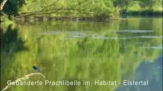 Fr&uuml;hsommer im Tal der Wei&szlig;en Elster - Geb&auml;nderte Prachtlibelle