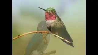 Hummingbirds  Symbol of  Love and Healing