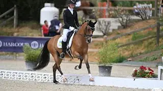 🌟 For Sale: FEI Dressage Pony &ndash; Tackmann&rsquo;s D-Jay