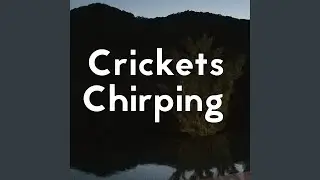 Crickets At Night