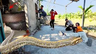 Brave Experts Rescue Ethnic Girl Attacked by Anaconda in Abandoned House