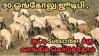 “எங்கள் subscribers-க்கு 90 ஓங்கோலு ஜூடிபி வாங்கி குடுத்தோம் Ongole kutti Nellore judipi sheep kids 