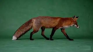 Fox Walking &ndash; Free Green Screen Loop VFX