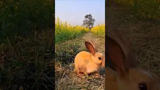 Little Rabbit's experience of traveling to the flower garden 🌼🏵🐰 #rabbit #debut plan