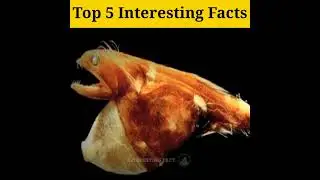 top 5 intresting facts 2022 | most amazing facts | new hindi facts | facts video #facts #shorts
