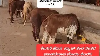 ಕೆಂಗುರಿ ಕುರಿಗಳ ತಂದ ಮೊದಲ ದಿನ ಮಾಡಬೇಕಾದ ಕೆಲಸ? ತಿಳಿದುಕೊಳ್ಳಿ