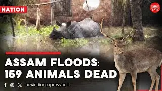 Assam floods: 159 animals dead in Kaziranga National Park