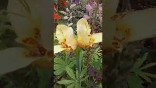 Двуглавая Тигридия