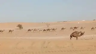 mga siga sa saudi..