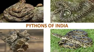 Pythons of India 🇮🇳 | Snakes | Indian Reptiles