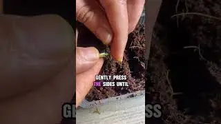 Seed stuck? Try this trick 🌱☝🏼 #hacks #hydroponictips  #farm #greenthumb #plants
