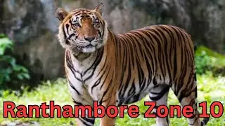 Ranthambore National Park | Zone 10 | Ranthambore Wildlife Safari | Tiger Safari