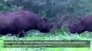 Top 10 Extinct Animals-Rare Videos 2019