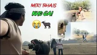 Meri भैस kho gai guys 😭🐃| |#youtubchannel #vairlvlogs #exsplorepage #vlog#Buffalo @stuntman7225 