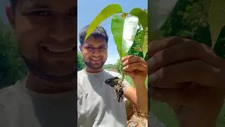I found the most expensive Desi mango tree in my village #mangotree #shortvideo #treeplanting