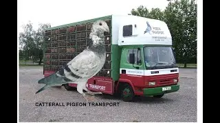 Video 445: Catterall Pigeon Transport of Blackpool