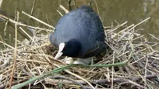 Negen watervogel nesten en hun bewoners 1 - Spijkenisse 2014