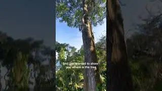 🦥LUIZA is one of the Sloths We Monitor Daily!