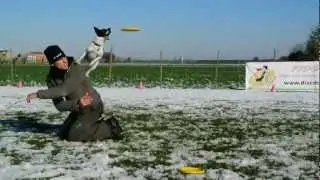 DiscDogItalia: Il Disc Dog Italiano For All & For Fun