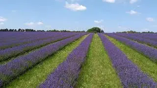 Cotswold Lavender Fields - July 2021